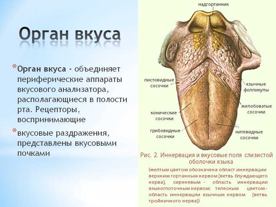 Органы вкуса и обоняния анатомия презентация