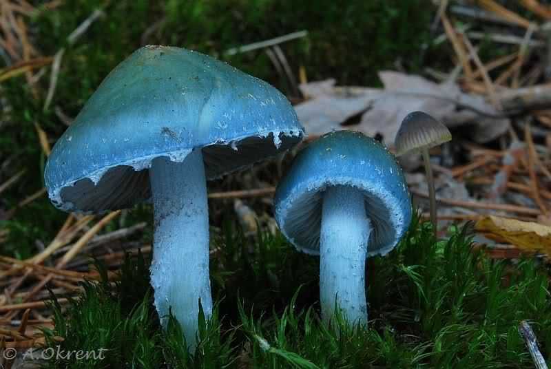 Строфария сине зеленая интересные факты. описание гриба строфарии сине-зеленой (stropharia aeruginosa). места произрастания и описание