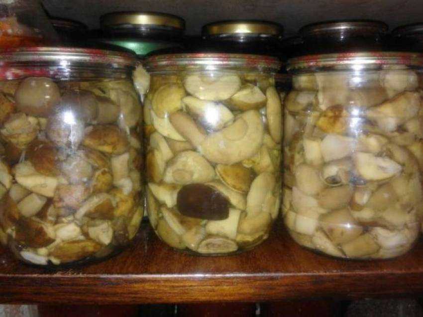 Как солить грибы рядовки: рецепты засолки в стеклянных банках разными способами