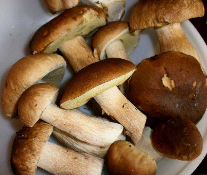Как варить белые грибы?