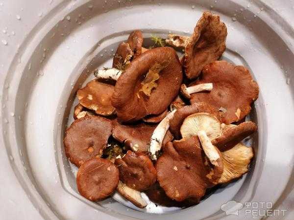Сколько варить грибы – советы для начинающих