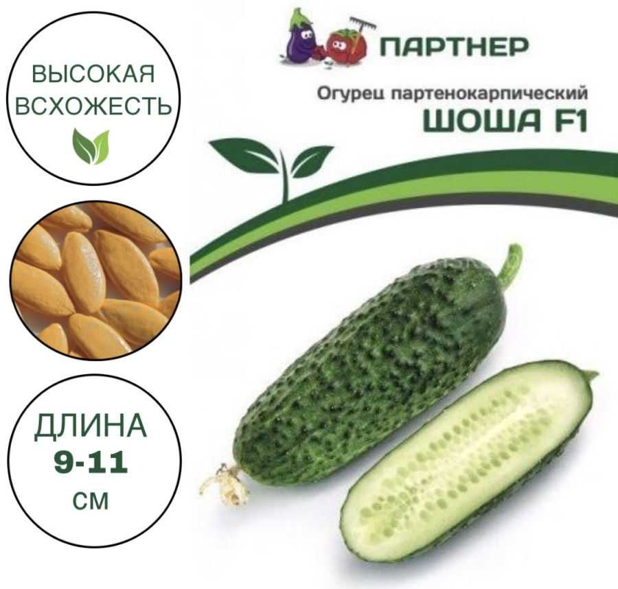 Сорт огурца шоша фото и описание