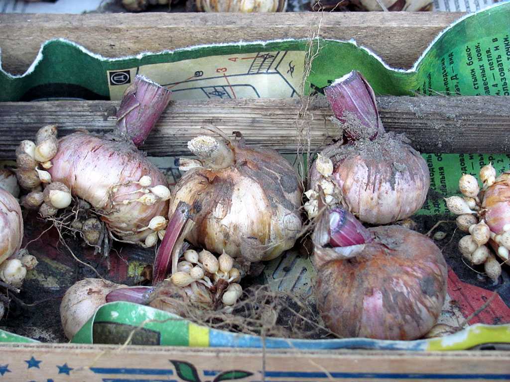 Купить Гладиолусы Луковицы Синего Цвета