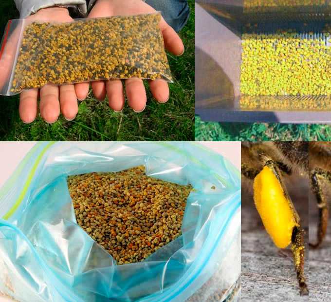 Как хранить пчелиную пергу  и срок ее годности