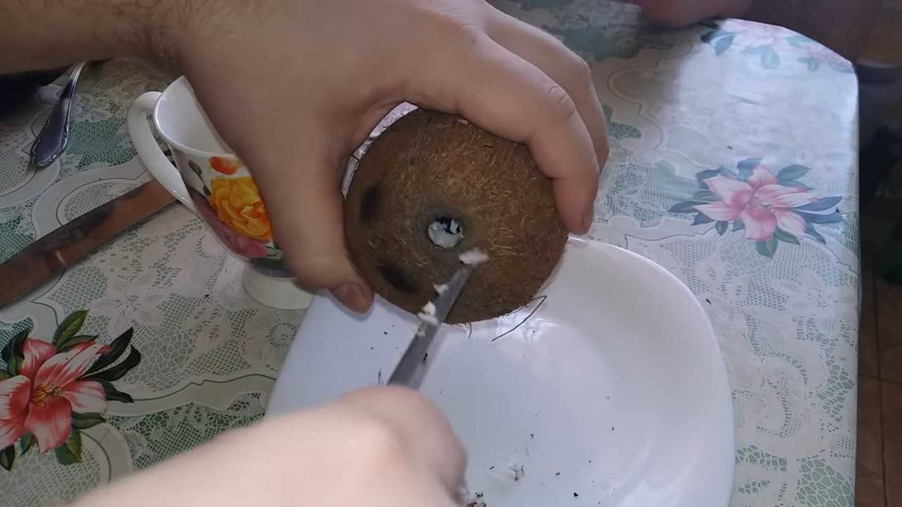 Как открыть кокос в домашних условиях: разбить и почистить