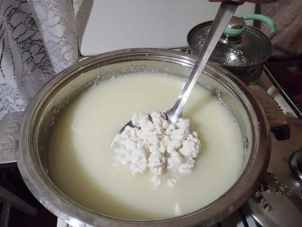Творог домашний из молока: как приготовить