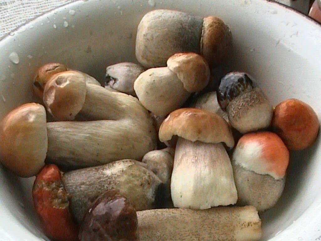 Сколько по времени варить грибы белые и подосиновики – сколько варить подосиновики перед жаркой, для супа. как правильно варить подосиновики :: syl.ru – шашлыкофф