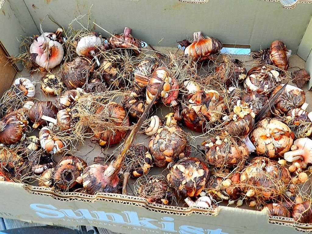 Луковичные цветы, которые можно посадить осенью: списки, названия, фото