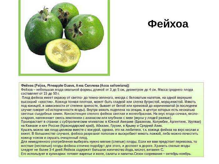 Фейхоа: полезные свойства и противопоказания, применение и рецепты