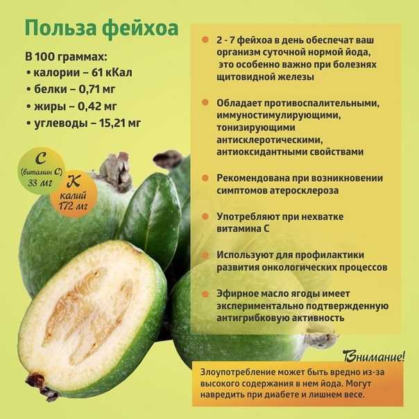 Фейхоа: как кушать, какие виды бывают, как правильно чистить, интересные рецепты