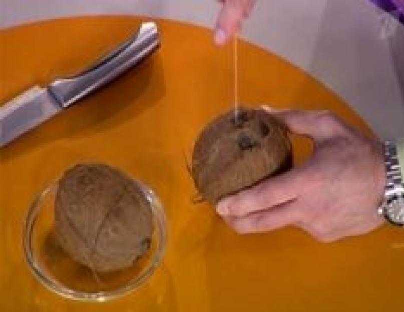 Как правильно открыть кокос в домашних условиях: правильно раскалываем кокос молотком