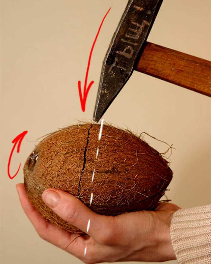 Как открыть кокос в домашних условиях без молотка :: syl.ru