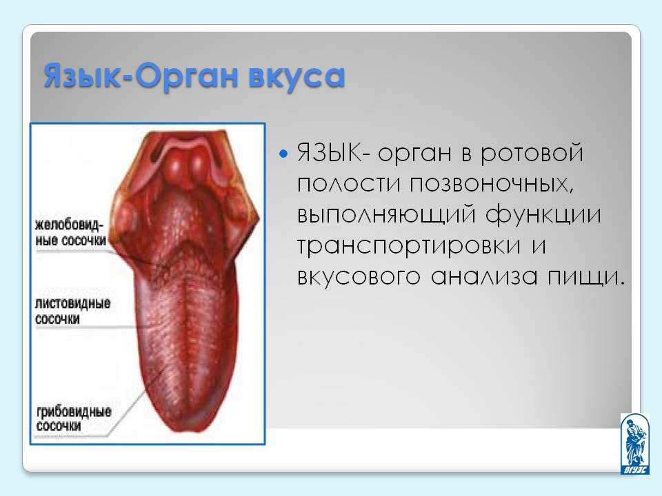 Какого Вкуса Член