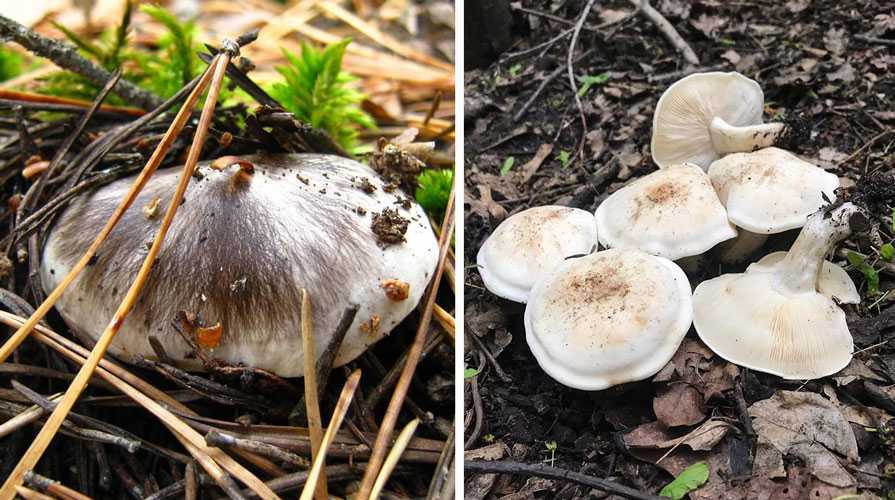 Как приготовить грибы рядовки на зиму - грибы собираем