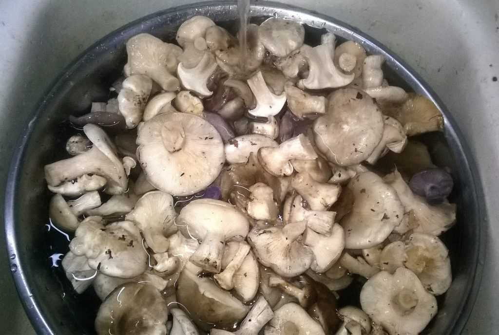 Как солить грибы рядовки: рецепты маринадов и блюд с соленьями