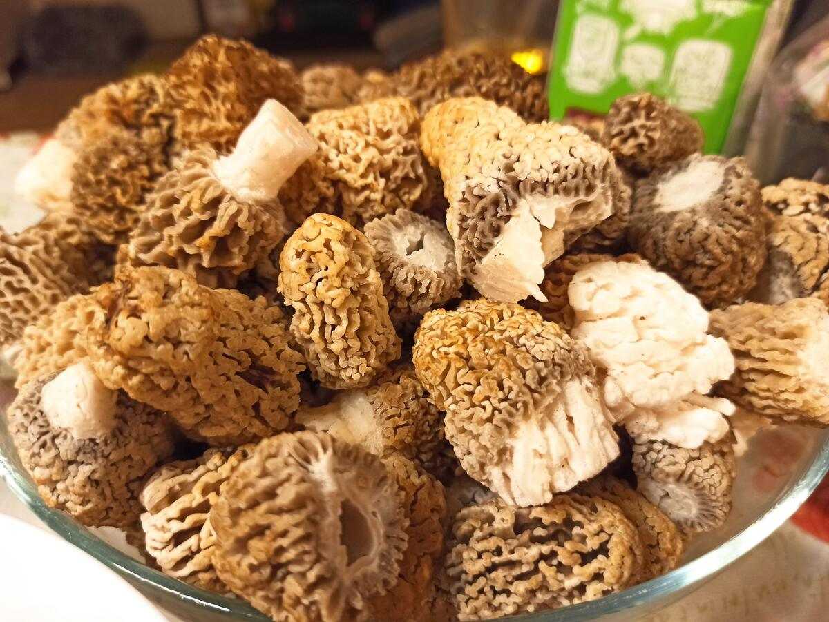 Грибы сморчки — как правильно и вкусно приготовить сморчки в домашних условиях?